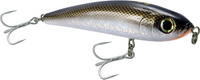 Silver Shiner