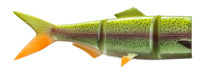 Rainbow Trout