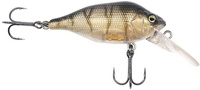 UV Striped Shiner