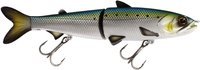 American Shad