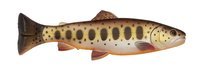 Brown Trout Smolt