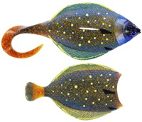 Peacock Flounder