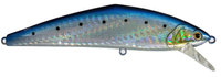 48 Sardine