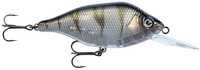 UV Striped Shiner