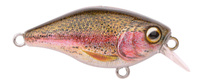 Rainbow Trout