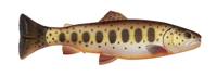 Brown Trout Smolt