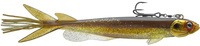 Golden Shiner