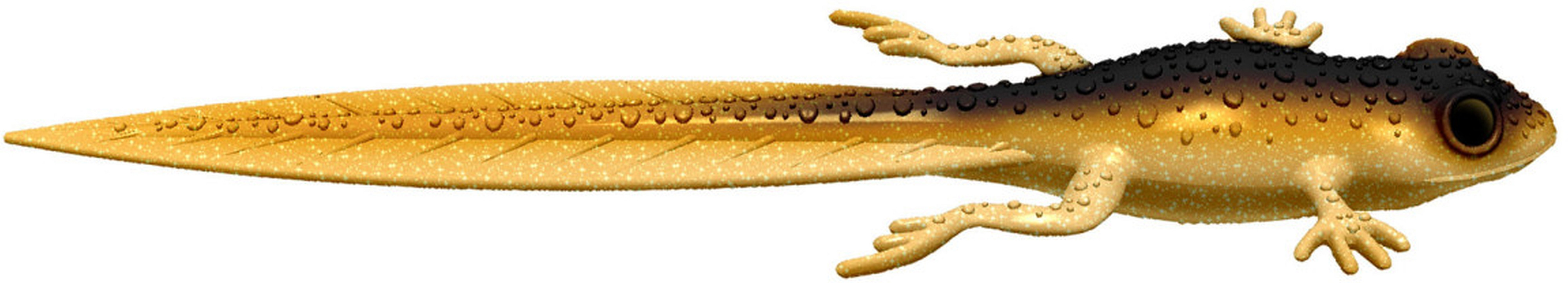 Przynęta gumowa Libra Frog Tadpole Tail