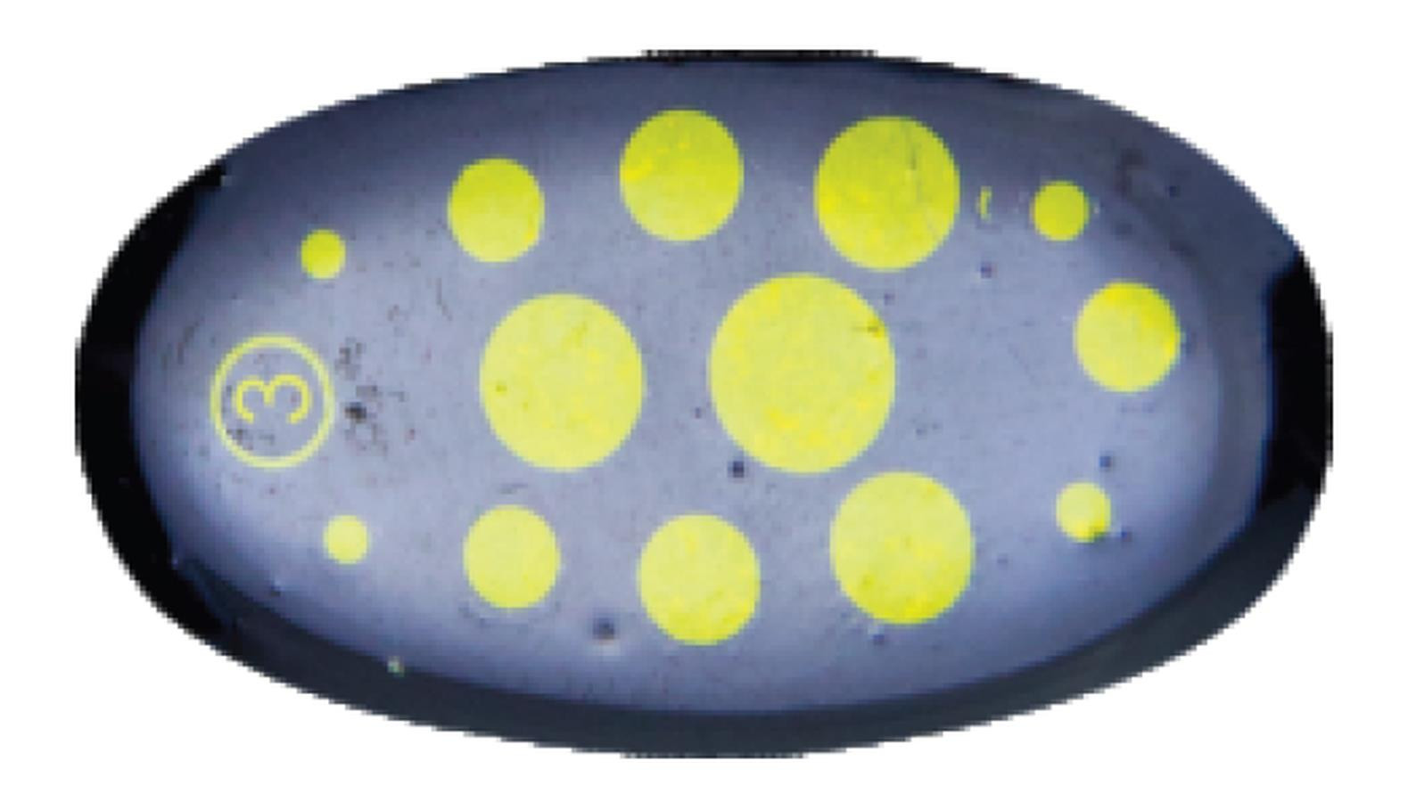 Obrotówka Mistrall Caliro