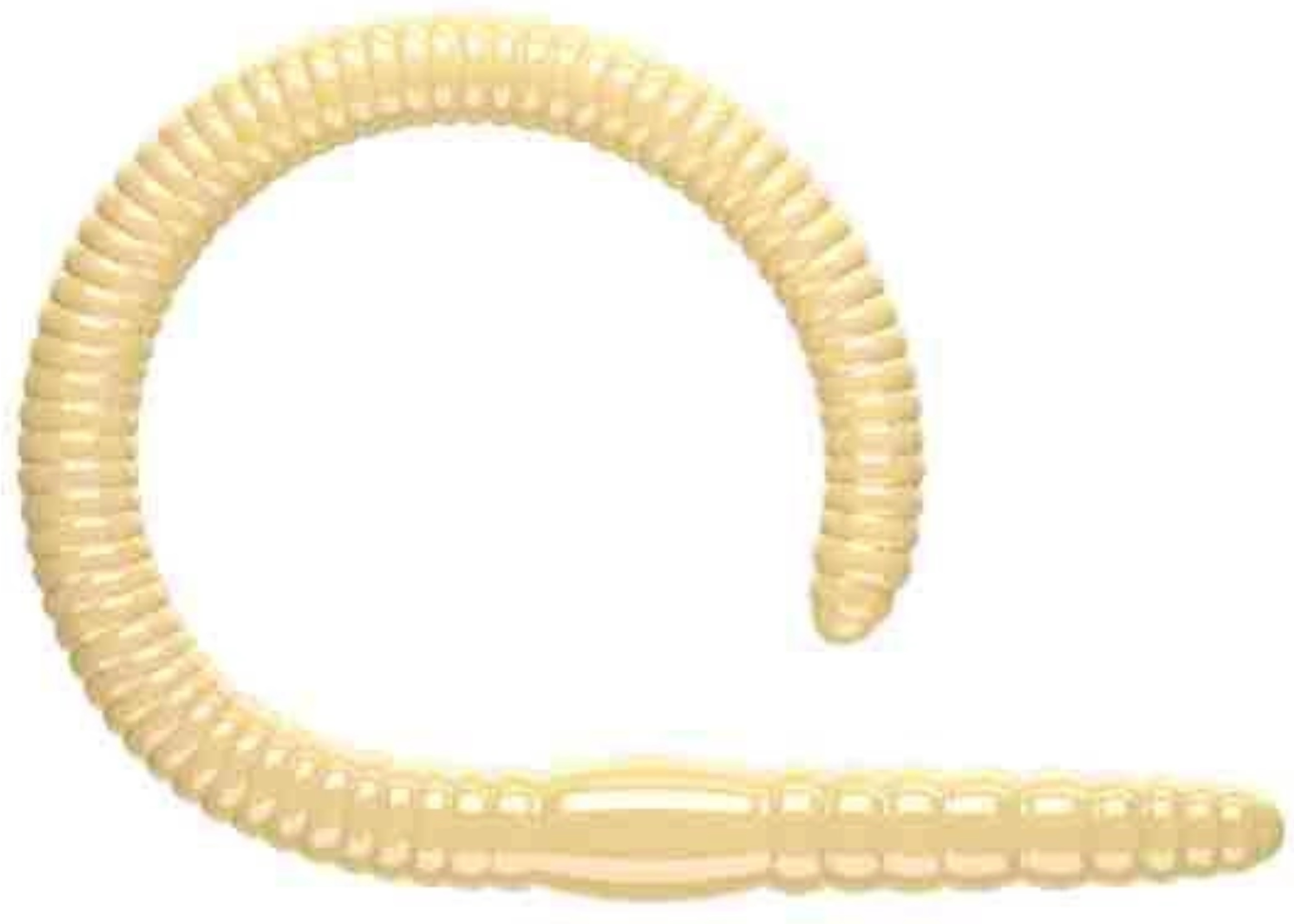 Przynęta gumowa Libra Flex Worm Junior