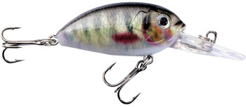 Wobler Jaxon Atract Aris