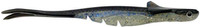 Blue Shiner