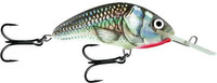 Holographic Grey Shiner