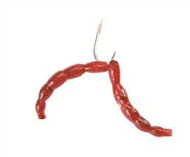 Sztuczna ochotka Berkley PowerBait Maxi Blood Worms