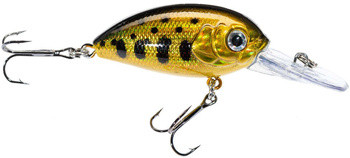 Wobler Jaxon Atract Aris