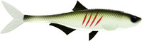 Olive Whitefish