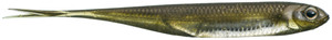 Guma spinningowa Fish Arrow Flash-J Split
