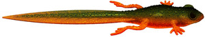Przynęta gumowa Libra Frog Tadpole Tail