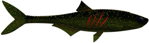 Przynęta gumowa Libra Dead Fish
